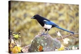 The black-billed magpie, is a bird in the crow family that inhabits the western half of North Ameri-Richard Wright-Stretched Canvas