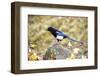 The black-billed magpie, is a bird in the crow family that inhabits the western half of North Ameri-Richard Wright-Framed Photographic Print