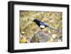 The black-billed magpie, is a bird in the crow family that inhabits the western half of North Ameri-Richard Wright-Framed Photographic Print