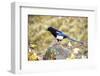 The black-billed magpie, is a bird in the crow family that inhabits the western half of North Ameri-Richard Wright-Framed Photographic Print