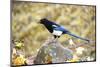 The black-billed magpie, is a bird in the crow family that inhabits the western half of North Ameri-Richard Wright-Mounted Photographic Print