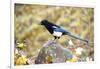 The black-billed magpie, is a bird in the crow family that inhabits the western half of North Ameri-Richard Wright-Framed Photographic Print