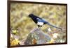 The black-billed magpie, is a bird in the crow family that inhabits the western half of North Ameri-Richard Wright-Framed Photographic Print