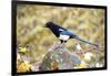 The black-billed magpie, is a bird in the crow family that inhabits the western half of North Ameri-Richard Wright-Framed Photographic Print