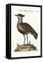 The Black-Breasted Indian Plover, 1749-73-George Edwards-Framed Stretched Canvas