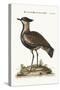 The Black-Breasted Indian Plover, 1749-73-George Edwards-Stretched Canvas