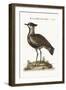 The Black-Breasted Indian Plover, 1749-73-George Edwards-Framed Giclee Print