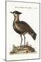 The Black-Breasted Indian Plover, 1749-73-George Edwards-Mounted Giclee Print