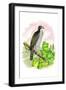 The Black-Cap Hawk-Theodore Jasper-Framed Art Print