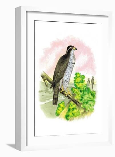 The Black-Cap Hawk-Theodore Jasper-Framed Art Print