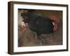 'The Black Cock', c1894-Joseph Crawhall-Framed Giclee Print