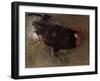 The Black Cock-Joseph Crawhall-Framed Giclee Print