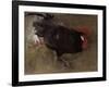 The Black Cock-Joseph Crawhall-Framed Giclee Print