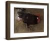 The Black Cock-Joseph Crawhall-Framed Giclee Print
