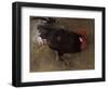 The Black Cock-Joseph Crawhall-Framed Giclee Print