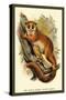 The Black-Eared Mouse Lemur-Sir William Jardine-Stretched Canvas