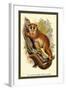 The Black-Eared Mouse Lemur-Sir William Jardine-Framed Art Print