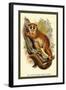 The Black-Eared Mouse Lemur-Sir William Jardine-Framed Art Print