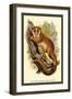 The Black-Eared Mouse Lemur-Sir William Jardine-Framed Art Print