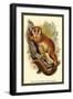 The Black-Eared Mouse Lemur-Sir William Jardine-Framed Art Print