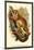 The Black-Eared Mouse Lemur-Sir William Jardine-Mounted Art Print