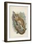 The Black-Eared Mouse-Lemur-null-Framed Giclee Print