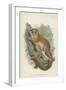 The Black-Eared Mouse-Lemur-null-Framed Giclee Print