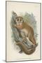 The Black-Eared Mouse-Lemur-null-Mounted Giclee Print