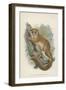 The Black-Eared Mouse-Lemur-null-Framed Premium Giclee Print