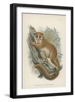 The Black-Eared Mouse-Lemur-null-Framed Premium Giclee Print