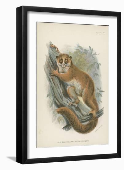 The Black-Eared Mouse-Lemur-null-Framed Premium Giclee Print