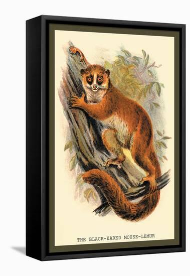 The Black-Eared Mouse Lemur-Sir William Jardine-Framed Stretched Canvas