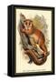 The Black-Eared Mouse Lemur-Sir William Jardine-Framed Stretched Canvas