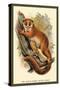 The Black-Eared Mouse Lemur-Sir William Jardine-Stretched Canvas