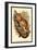 The Black-Eared Mouse Lemur-Sir William Jardine-Framed Art Print