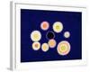 The Black Hole-Izabella Godlewska de Aranda-Framed Giclee Print