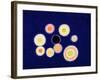 The Black Hole-Izabella Godlewska de Aranda-Framed Giclee Print