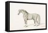 The Black Horse-Thomas Bewick-Framed Stretched Canvas