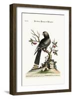 The Black Parrot from Madagascar, 1749-73-George Edwards-Framed Giclee Print