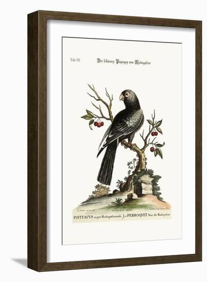 The Black Parrot from Madagascar, 1749-73-George Edwards-Framed Giclee Print