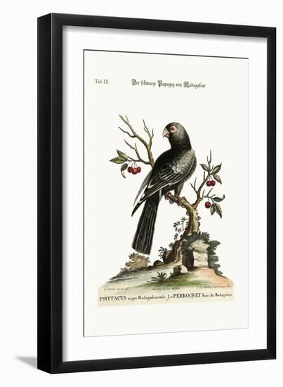 The Black Parrot from Madagascar, 1749-73-George Edwards-Framed Giclee Print