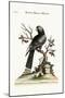 The Black Parrot from Madagascar, 1749-73-George Edwards-Mounted Giclee Print