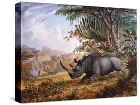 The Black Rhinoceros Charging-Thomas Baines-Stretched Canvas