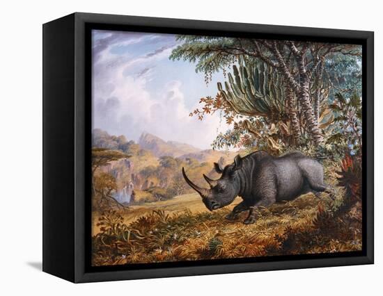 The Black Rhinoceros Charging-Thomas Baines-Framed Stretched Canvas