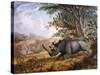 The Black Rhinoceros Charging-Thomas Baines-Stretched Canvas