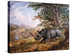 The Black Rhinoceros Charging-Thomas Baines-Stretched Canvas