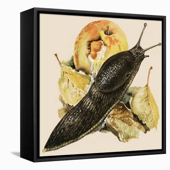 The Black Slug-null-Framed Stretched Canvas