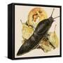 The Black Slug-null-Framed Stretched Canvas