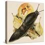 The Black Slug-null-Stretched Canvas