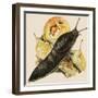 The Black Slug-null-Framed Giclee Print